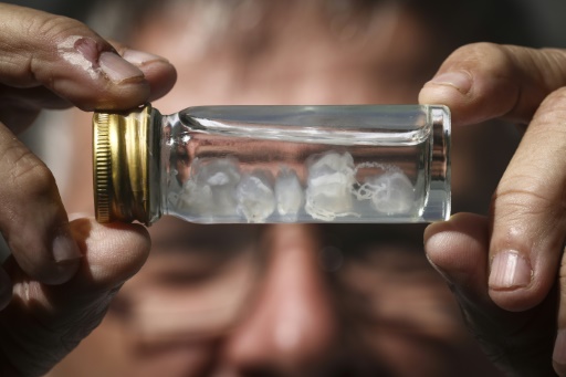 Le professeur en toxicologie Jamie Seymour tient un flacon contenant des méduses irukandji, le 8 avril 2024 à Cairns, en Australie
