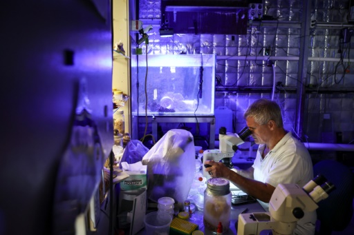 Le professeur en toxicologie Jamie Seymour dans son laboratoire à Cairns, le 8 avril 2024 en Australie

