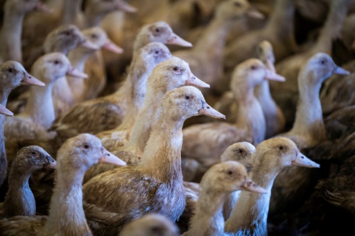 Grippe aviaire: un virus en évolution rapide, avertissent des experts