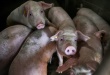 Royaume-Uni: un cas de grippe porcine détecté chez un humain