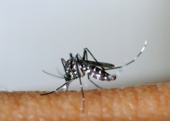 Dengue: record de cas importés en France métropolitaine depuis début 2024, avant même les JO